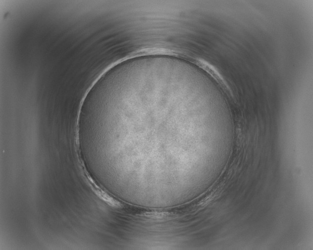 X0000072931236200608041207