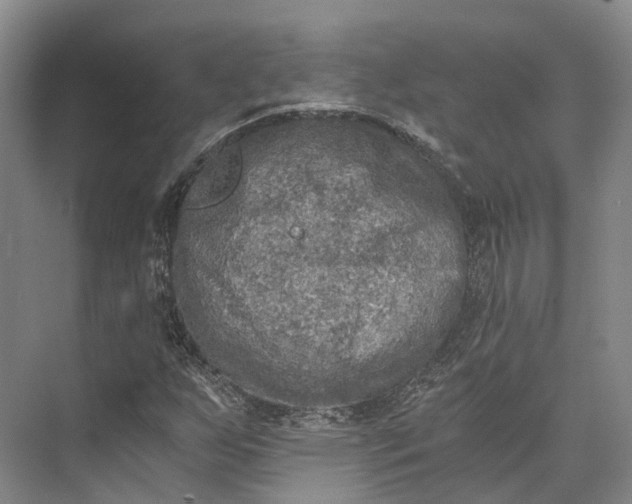 X0000072931255200608041207