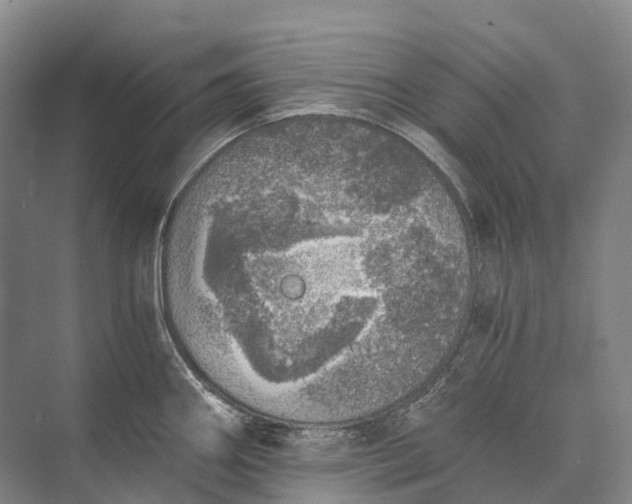 X0000072931290200608041206