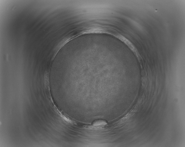 X0000072931337200608041206