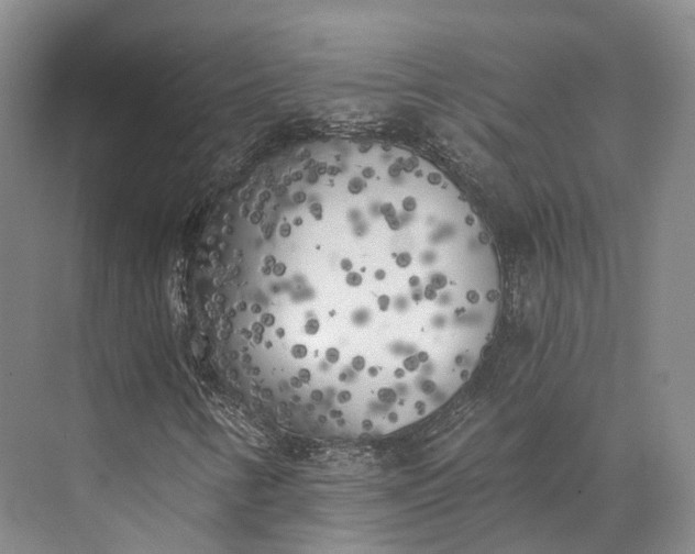 X0000072931346200608041205