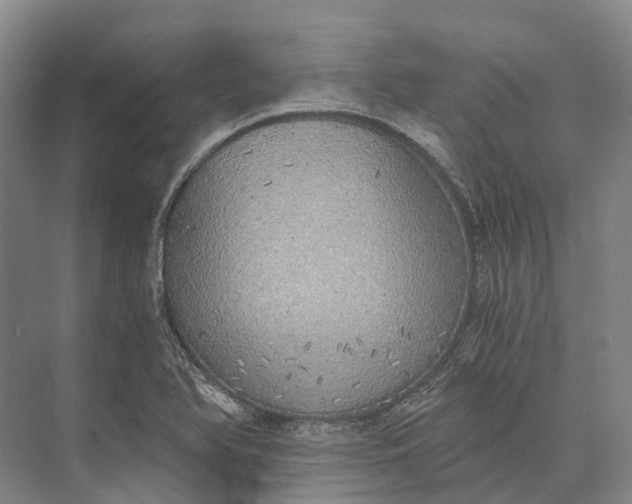 X0000072931366200608041205