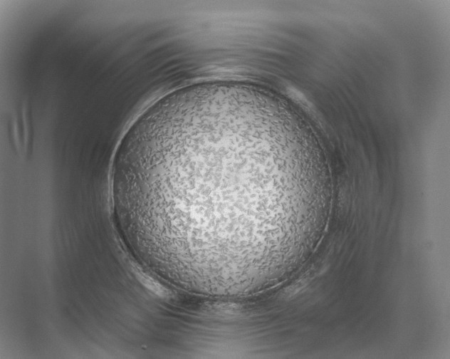 X0000072931370200608041205