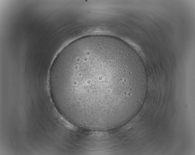 X0000072931374200608041205