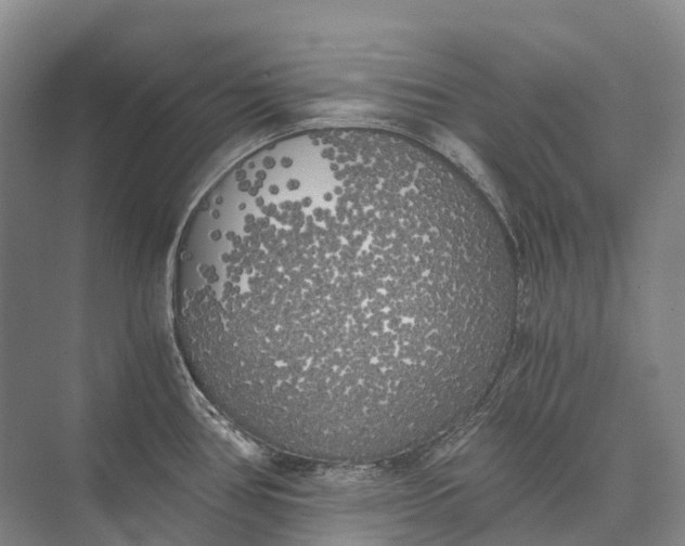 X0000072931386200608041205