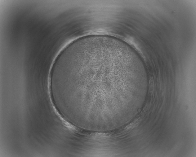 X0000072931424200608041204