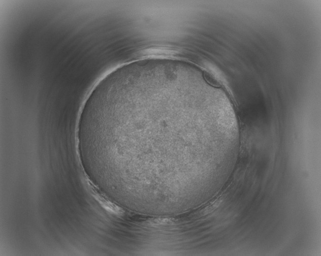 X0000072931435200608041204