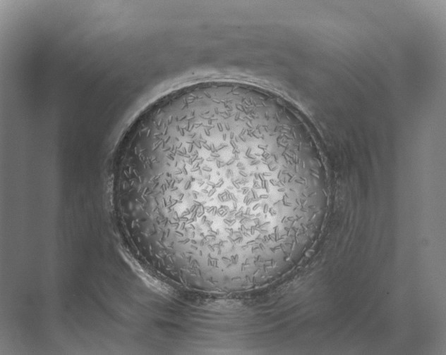 X0000072931503200608041202