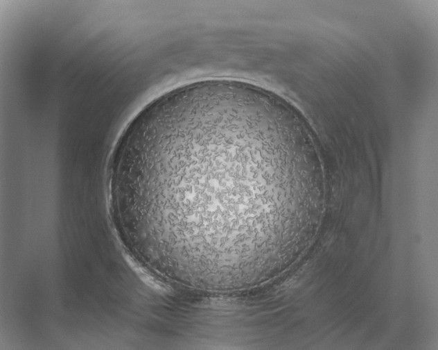 X0000072931511200608041202