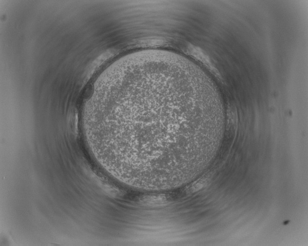 X0000072930110200608111545