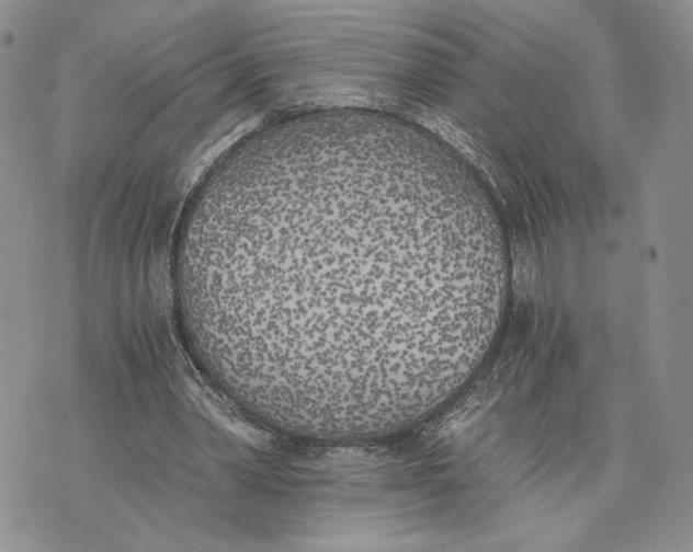 X0000072930390200608111541