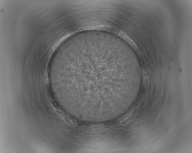 X0000072930628200608111536