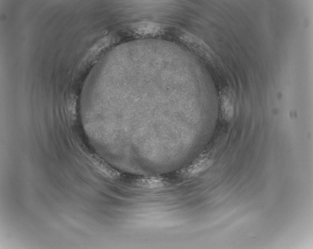 X0000072930668200608111537