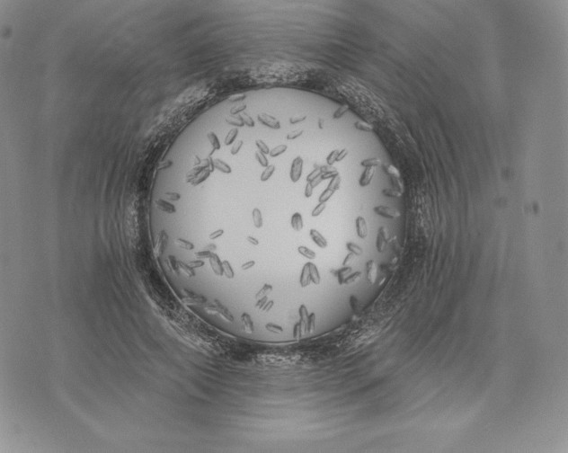 X0000072930690200608111536