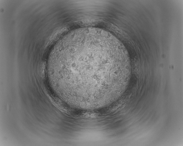 X0000072930742200608111535