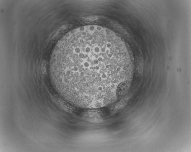 X0000072930758200608111535