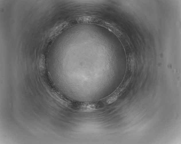 X0000072930760200608111535