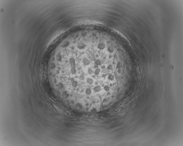 X0000072930775200608111534