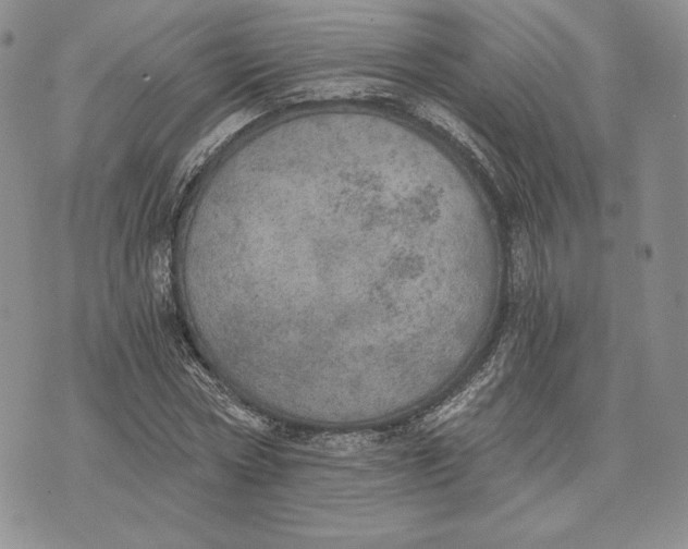 X0000072930778200608111534