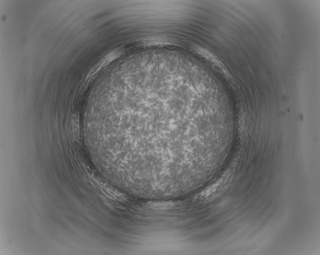 X0000072930825200608111533