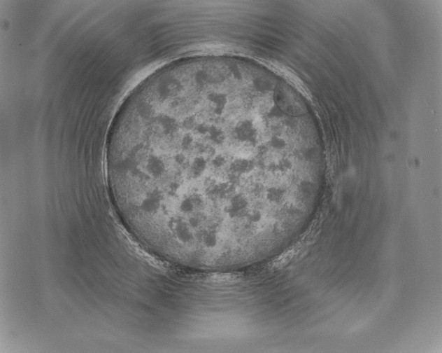 X0000072930839200608111533