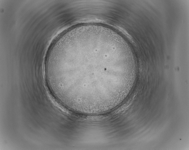 X0000072930840200608111533