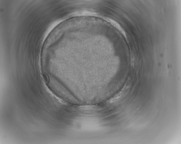 X0000072930863200608111534