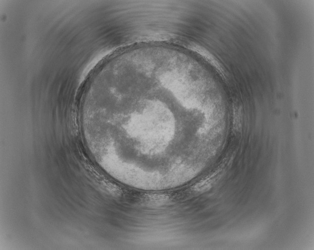 X0000072930878200608111533