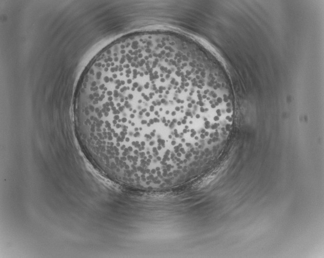 X0000072930951200608111532