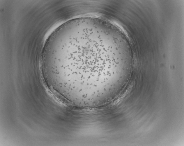 X0000072930952200608111532