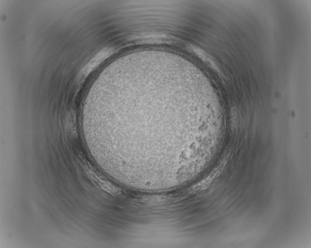 X0000072930970200608111531