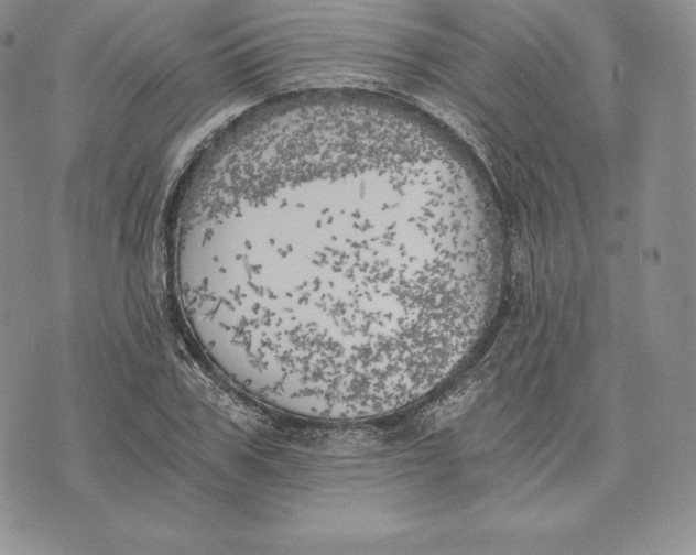 X0000072930979200608111531