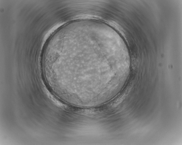 X0000072930995200608111531