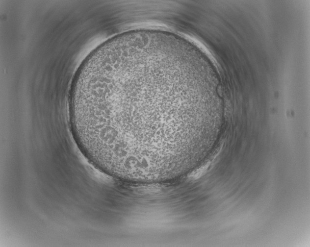 X0000072930999200608111531