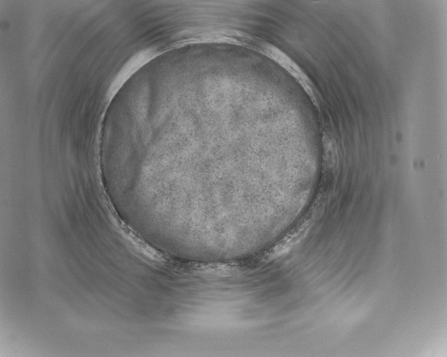 X0000072931002200608111531