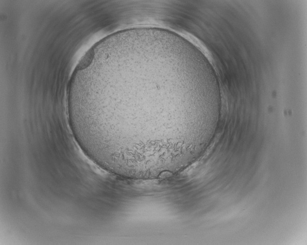 X0000072931006200608111530