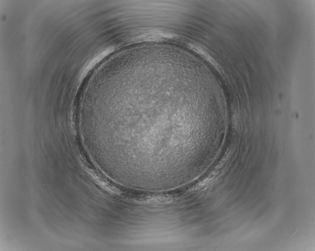 X0000072931026200608111530