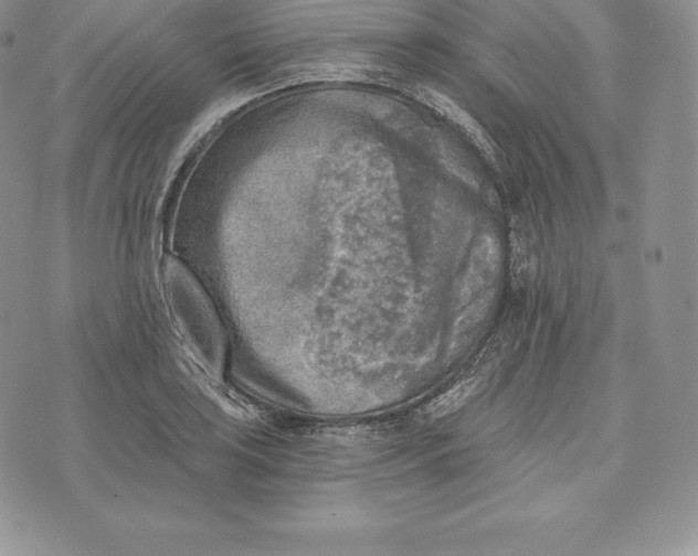 X0000072931035200608111530