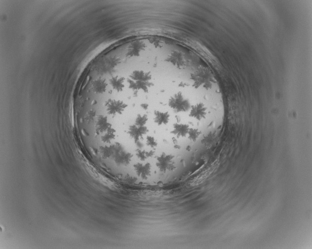 X0000072931036200608111530