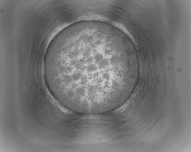 X0000072931040200608111530