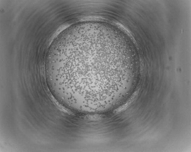 X0000072931041200608111530