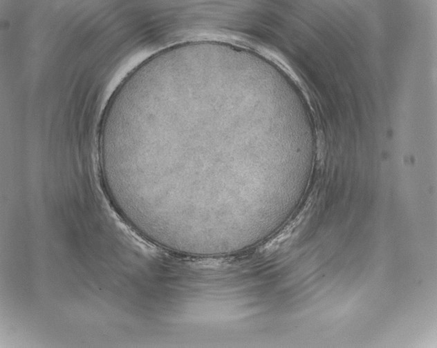 X0000072931048200608111530