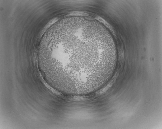 X0000072931049200608111530