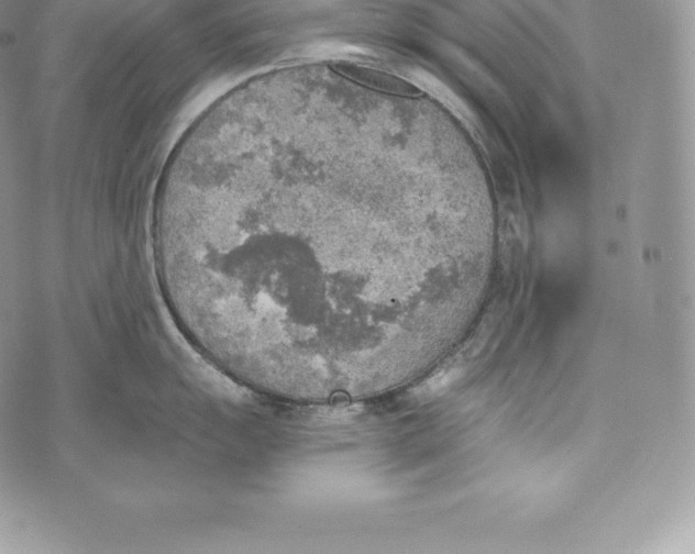 X0000072931055200608111530