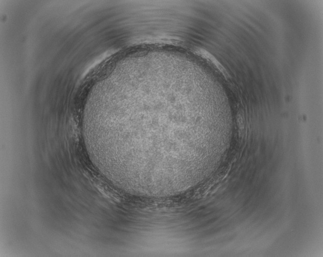 X0000072931064200608111530