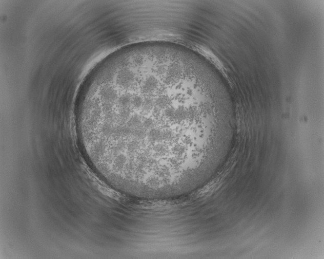 X0000072931072200608111529