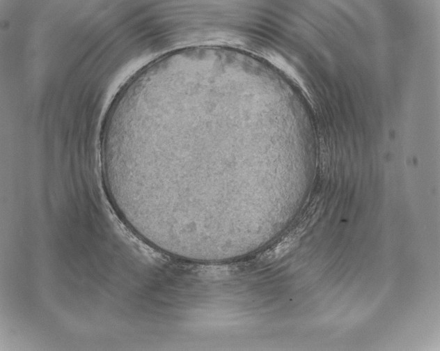 X0000072931088200608111529