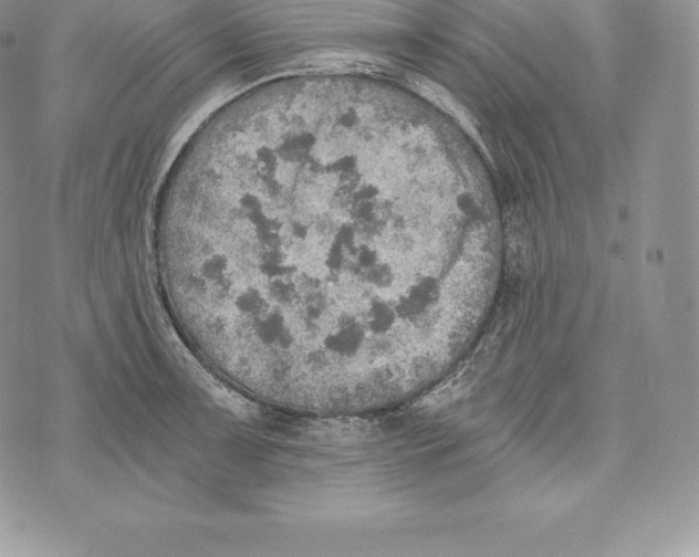 X0000072931091200608111529