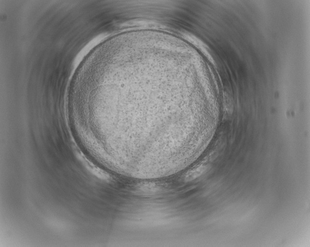 X0000072931098200608111529