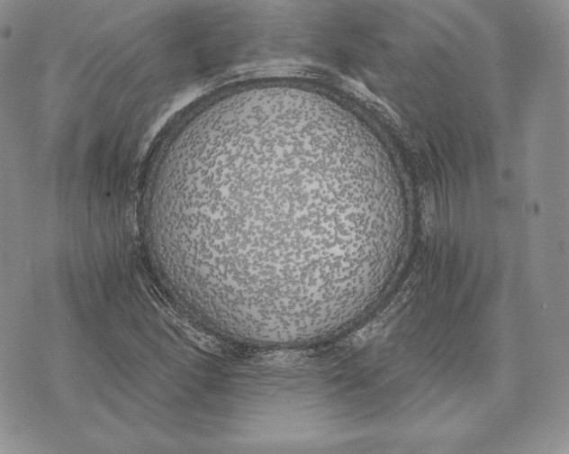 X0000072931166200608111528